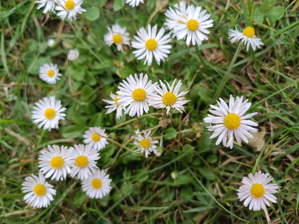 Teil eines grünen Rasens mit weißen Gänseblümchen, Gänseblümchen Verwendung