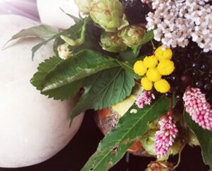 Wildkräuter-Fakten – bunte Sammlung von Wildpflanzen, Blättern und Beeren aus meiner Kräuterküche