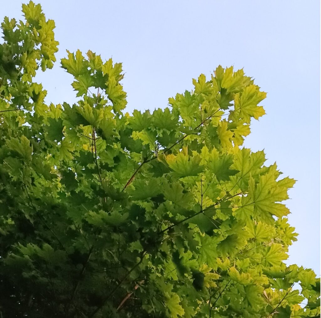 Ahorn, Baum, Blätter, Himmel,