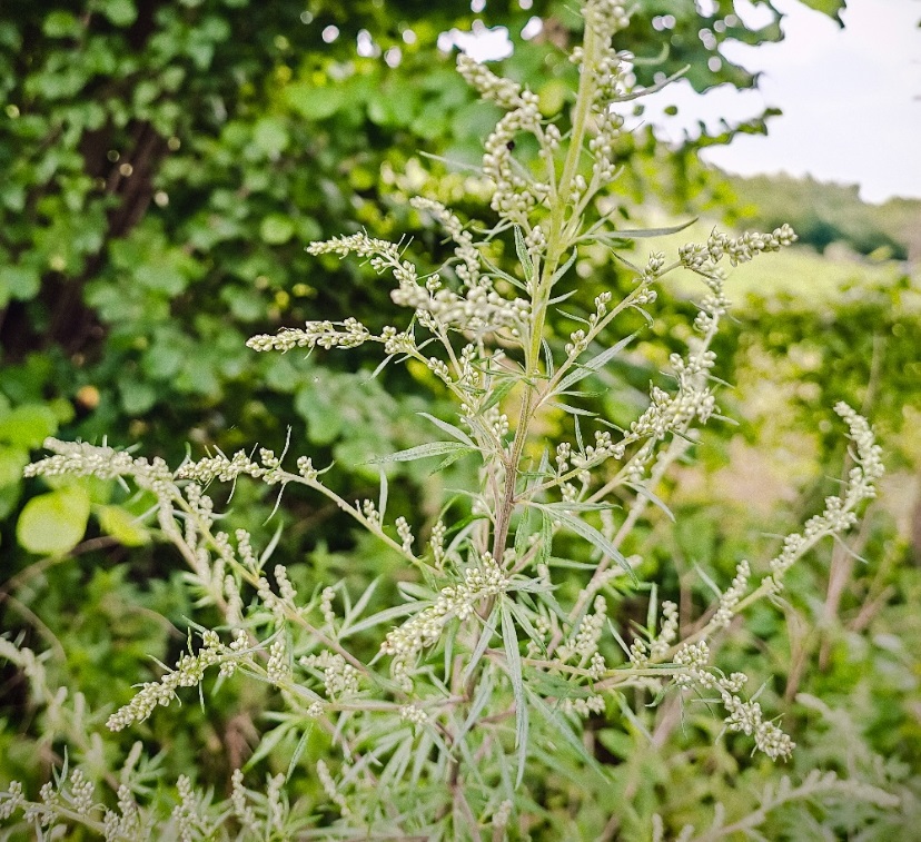 Wildkraut, Beifuß