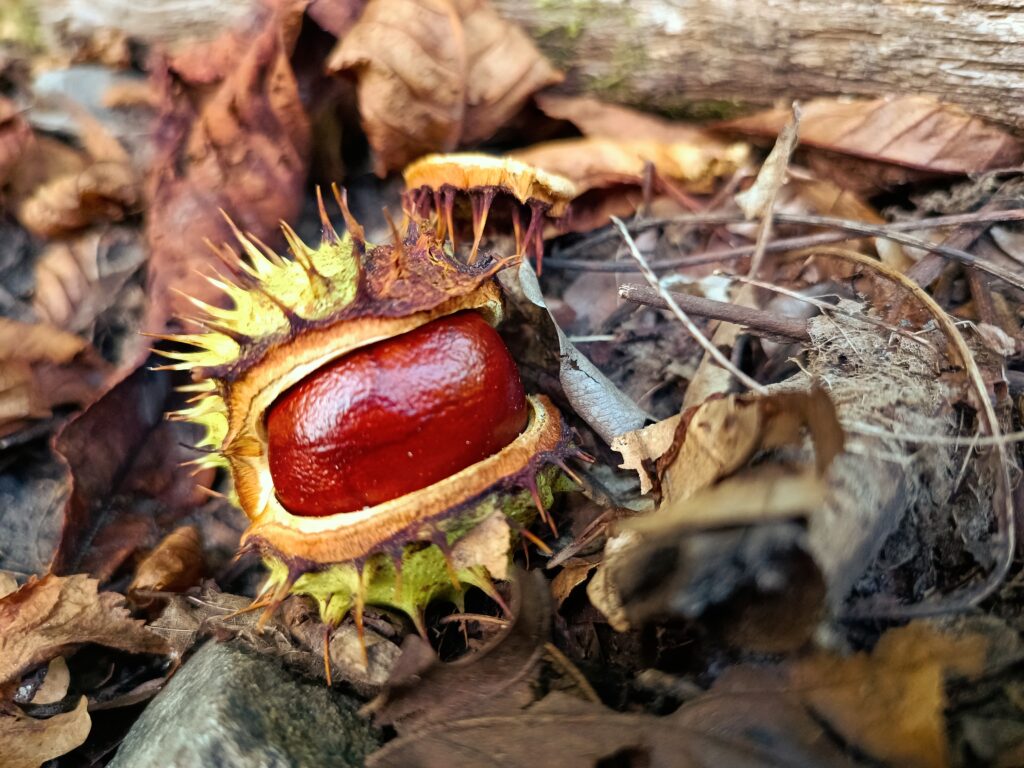 Kastanie, Rosskastanie, Kastanienfrucht in Hülle, Verwednung Wildpflanzen