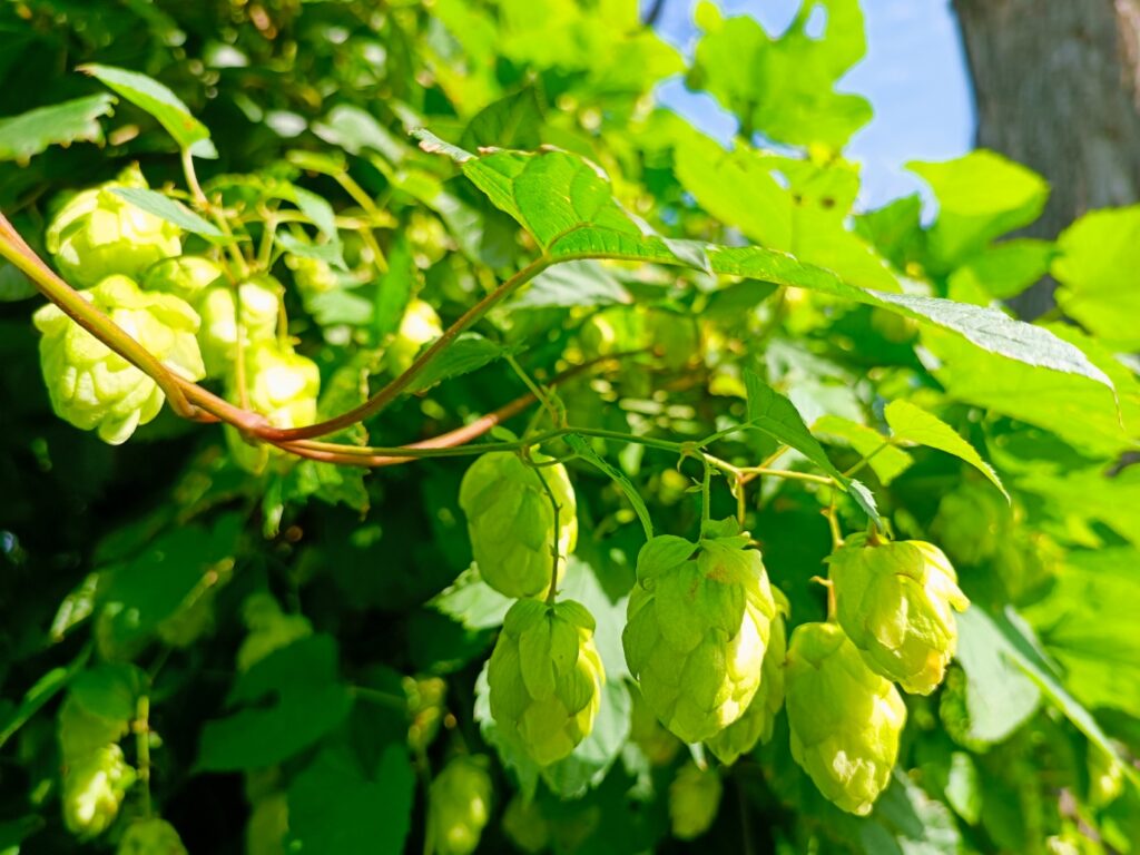 Hopfen, Früchte, grün, reifer Hopfen, Superfood