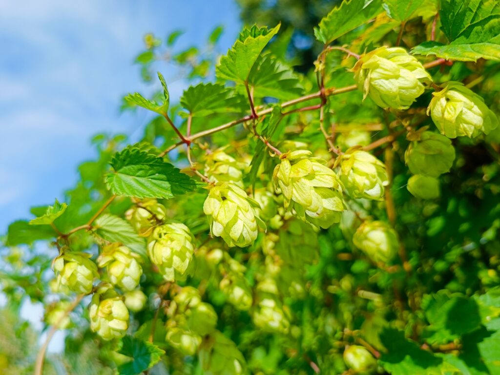Hopfen, Hopfen-Früchte, Hopfen-Zapfen, reifer Hopfen, Superfood