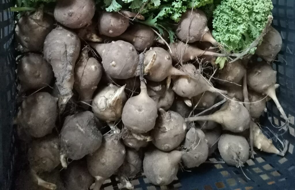 Topinambur altes Wissen und einfache Rezepte