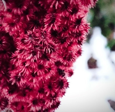 Essigbaum-Früchte, rot vor weißem Hintergrund, Superfood