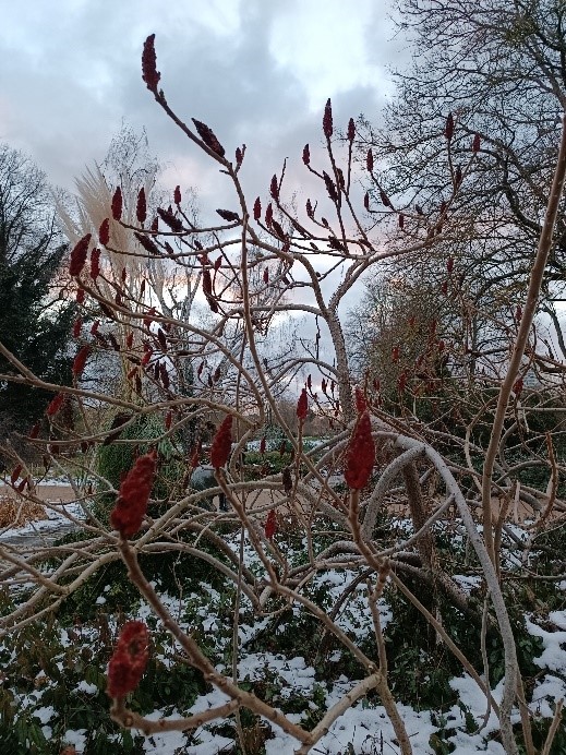 Essigbaum-Früchte im Winter