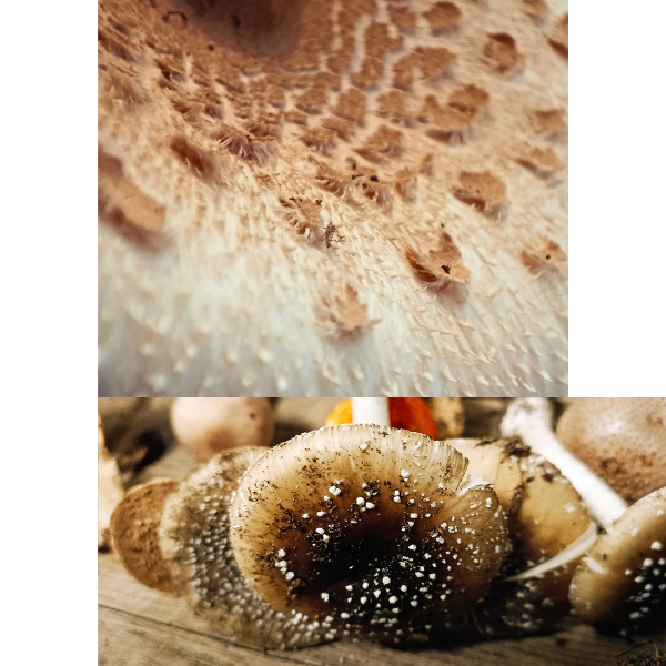 Pilze bestimmen, Parasol und Pantherpilzes, Schuppen und Flocken