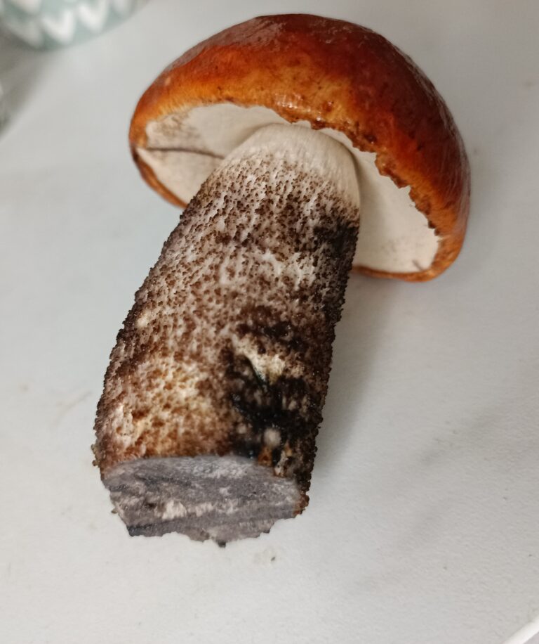 Pilze erkennen und bestimmen