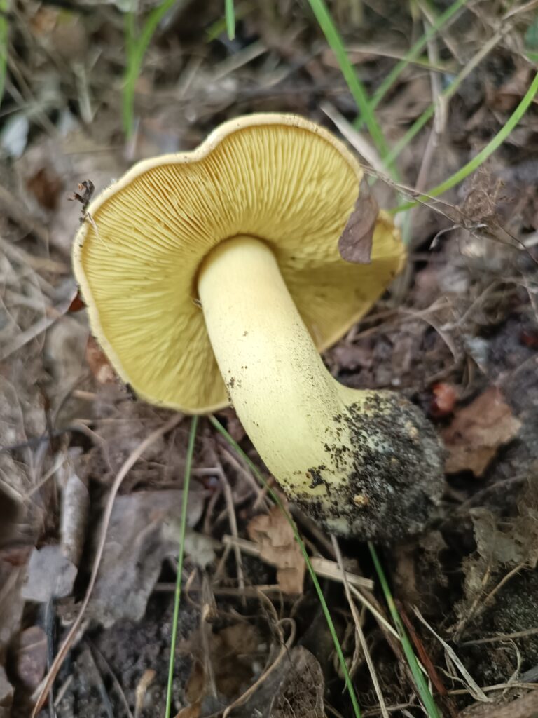 Pilze erkennen und bestimmen
