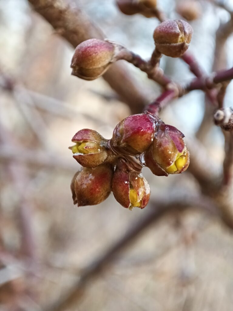 Knospen einer Kornelkirsche