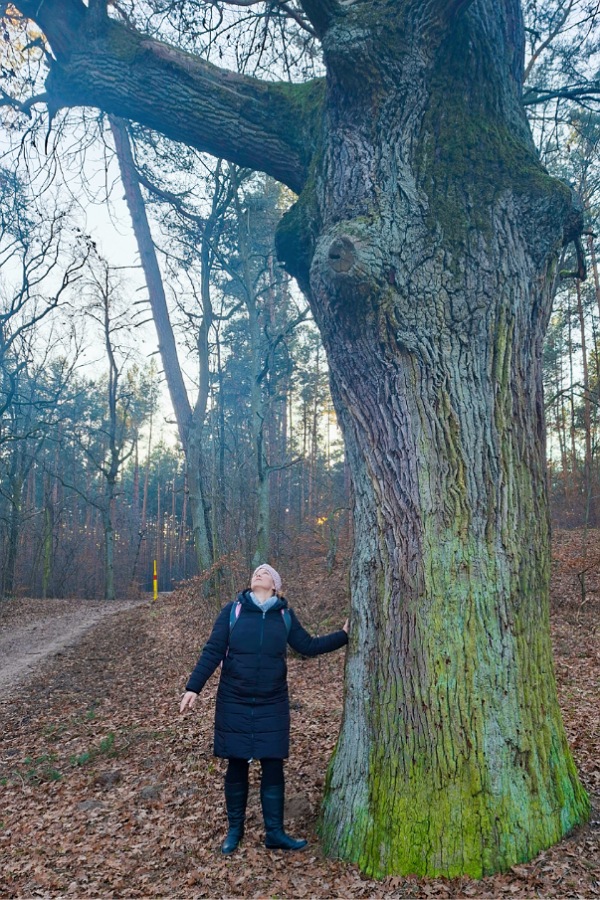 Die alte Eiche und ich