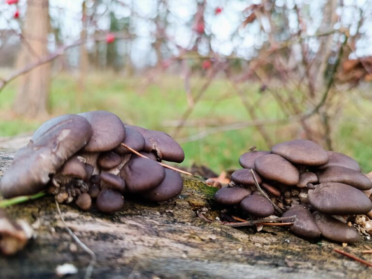 Superfood Austernpilz erkennen, junge Austernpilze an Baumstamm