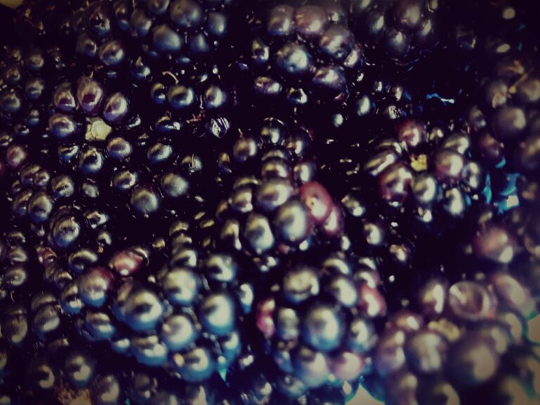 Nahaufnahme Brombeeren, Brombeere essbar