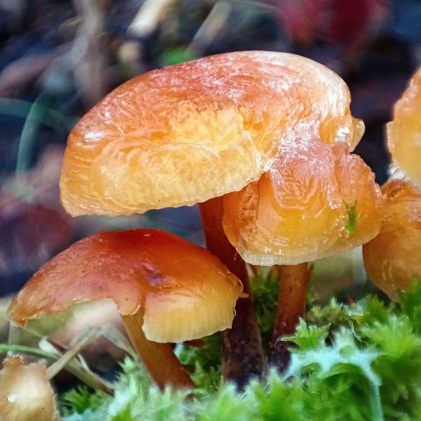 Witnterpilz Samtfußrübling mit Frostspuren