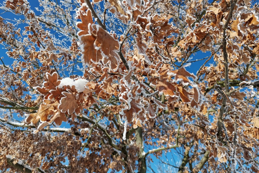 Eichenblätter im Frost, Naturwissen einfach erklärt