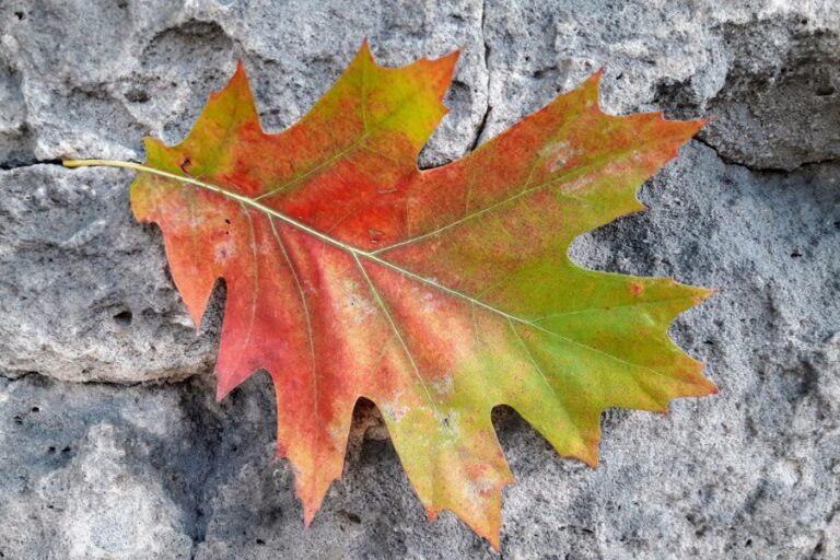Herbstblatt einer Roteiche auf grauem Hintergrund, Eiche Naturwissen