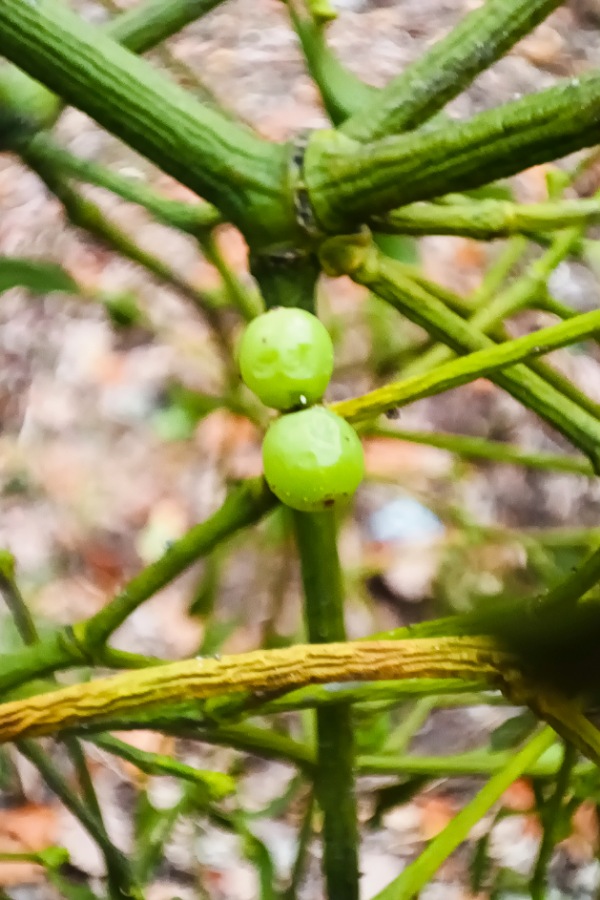 Grüne Beeren einer seltenen Kiefernbeeren
