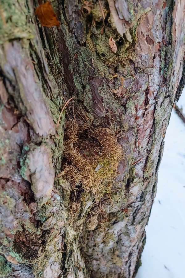 Nest in Baumspalte, 12 von 12