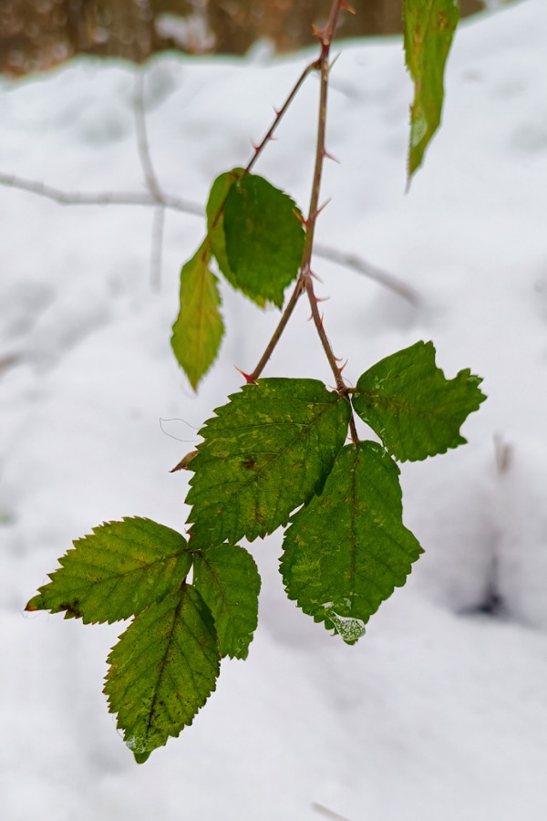 Immergrüne Blätter der Brombeere am Wegesrand im Winter
