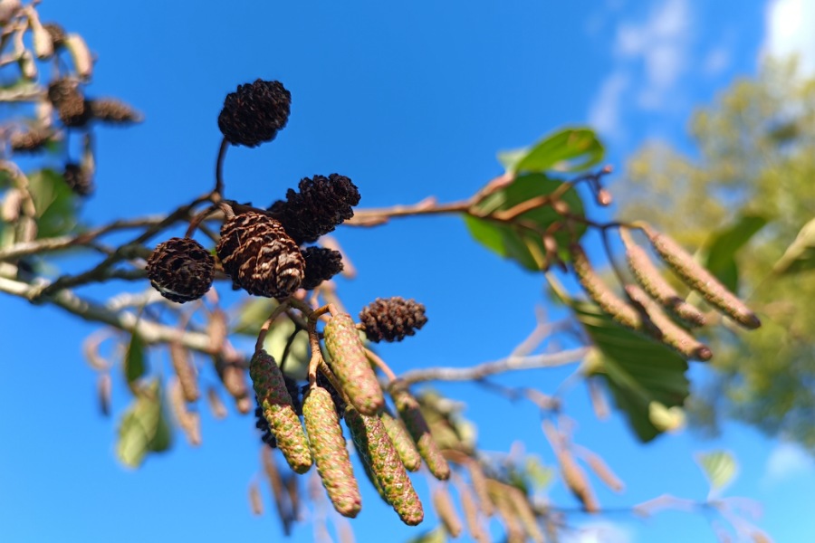 Low angle view Erlenäste. Erlenfrüchte, Erlenblüten, Erlenblätter, blauer Himmel