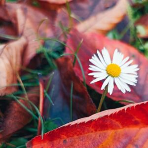 Gänseblümchen zwischen roten Herbstblättern – Symbol für Neubeginn
