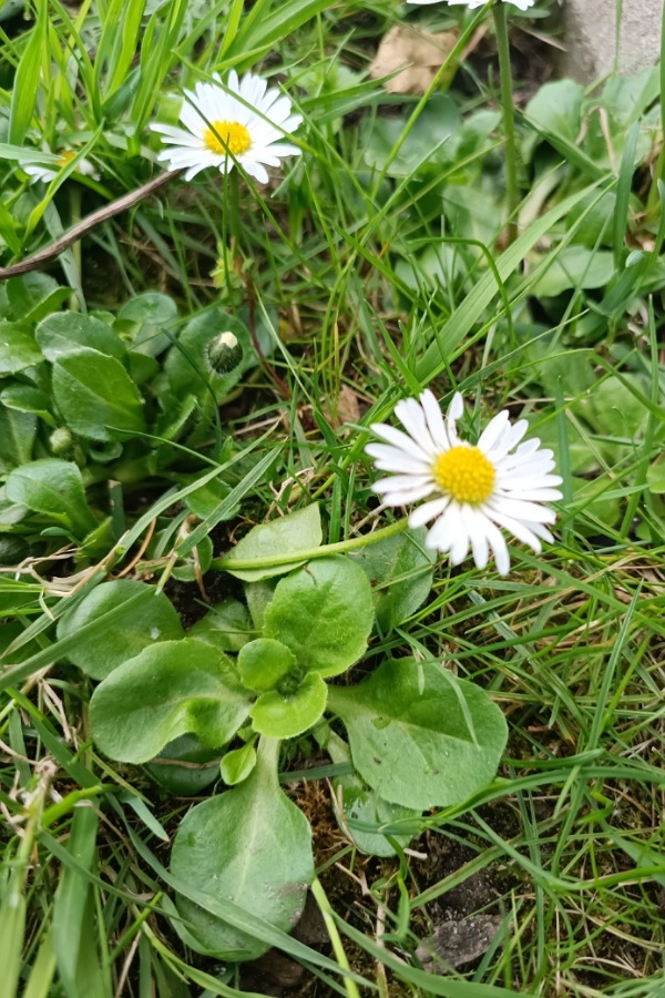 Nahaufnahme Gänseblümchen auf der Wiese Gänseblümchen Verwendung