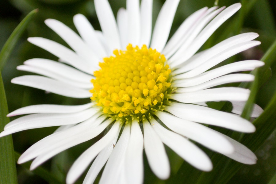 Nahaufnahme Gänseblümchen Gänseblümchen Verwendung