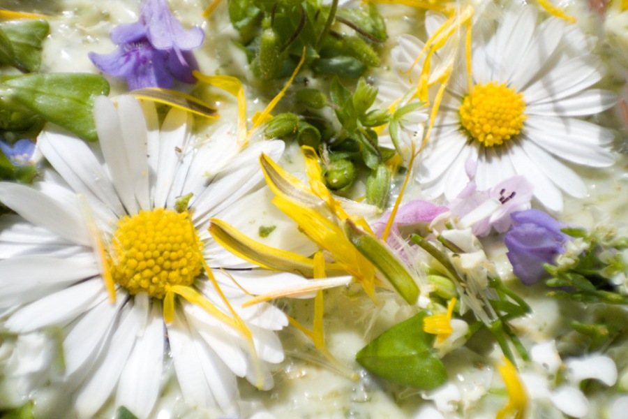 Gänseblümchen Verwendung