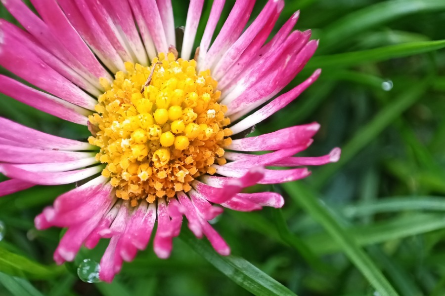 Nahaufnahme rosa Gänseblümchen Gänseblümchen Verwendung