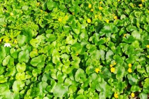 Scharbockskraut, Pflanzenteppich, giftig oder Superfood?