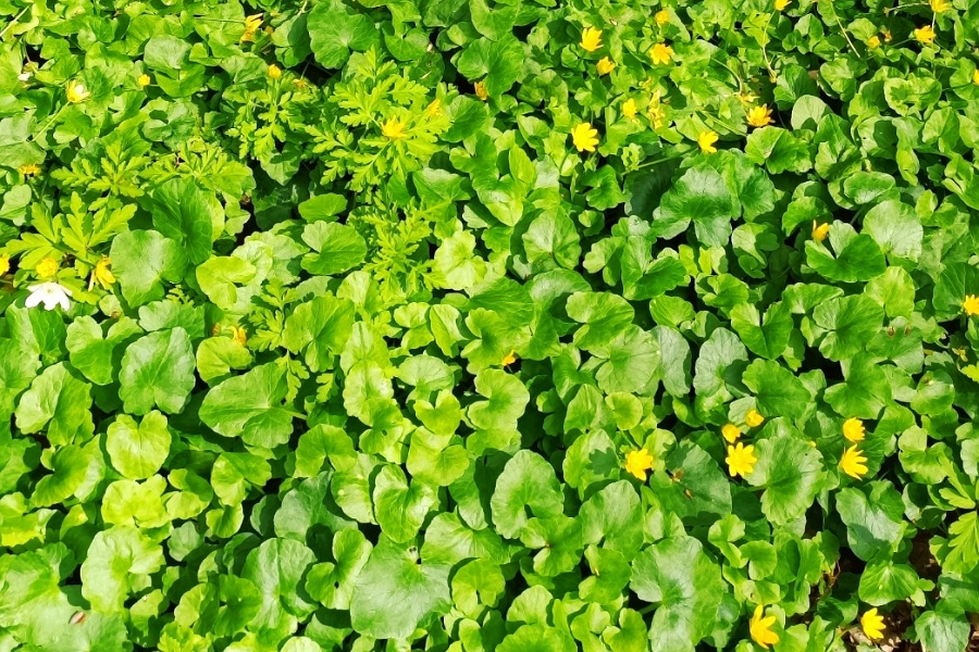 Scharbockskraut, Pflanzenteppich, giftig oder Superfood?