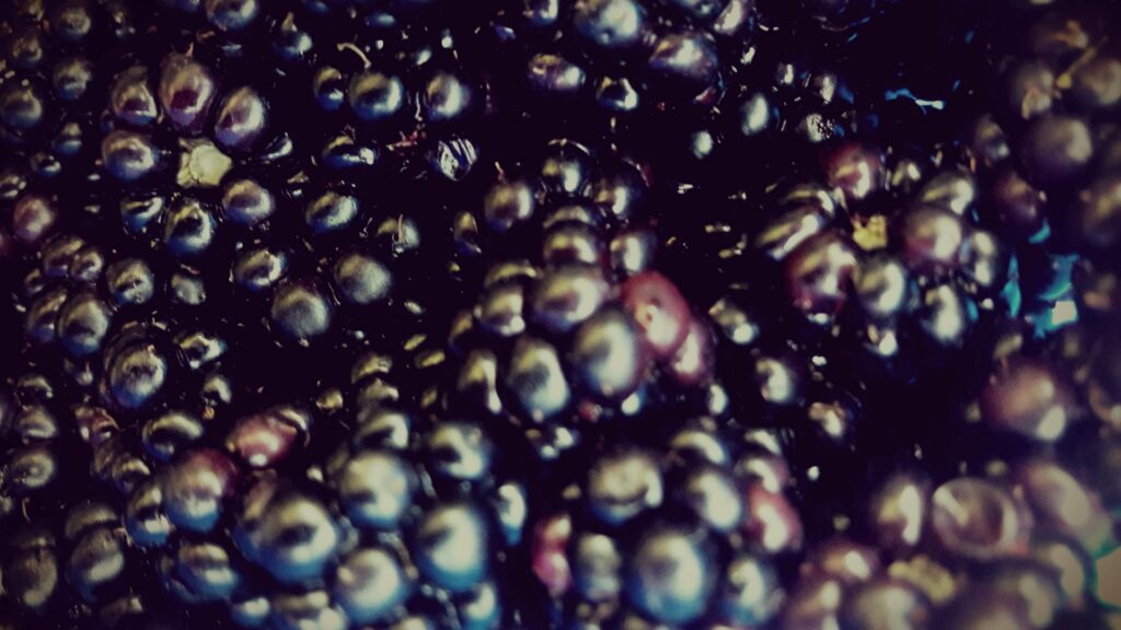 Nahaufnahme Brombeeren, Brombeeren essbar