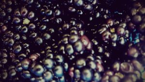 Nahaufnahme Brombeeren