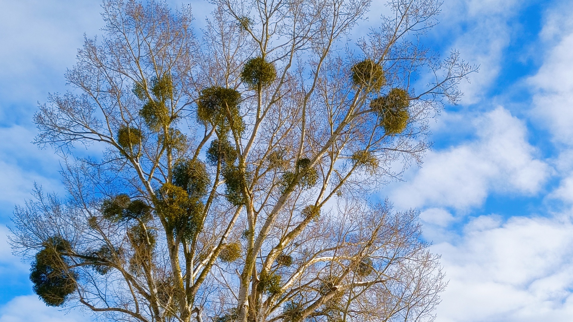 immergrüne Mistel, Symbol, Bedeutung, Mythos, Magie, Heilpflanze