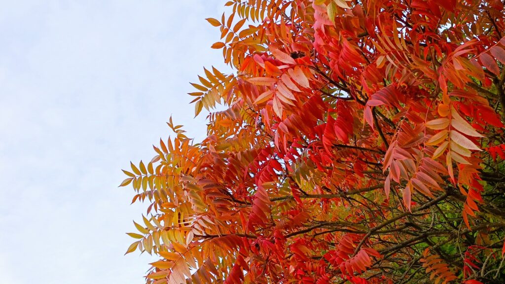 Essigbaum (Hirschkolben-Sumach) (Rhus typhina) Giftig oder Superfood?