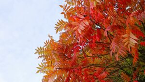 Essigbaum (Hirschkolben-Sumach) (Rhus typhina) Giftig oder Superfood?