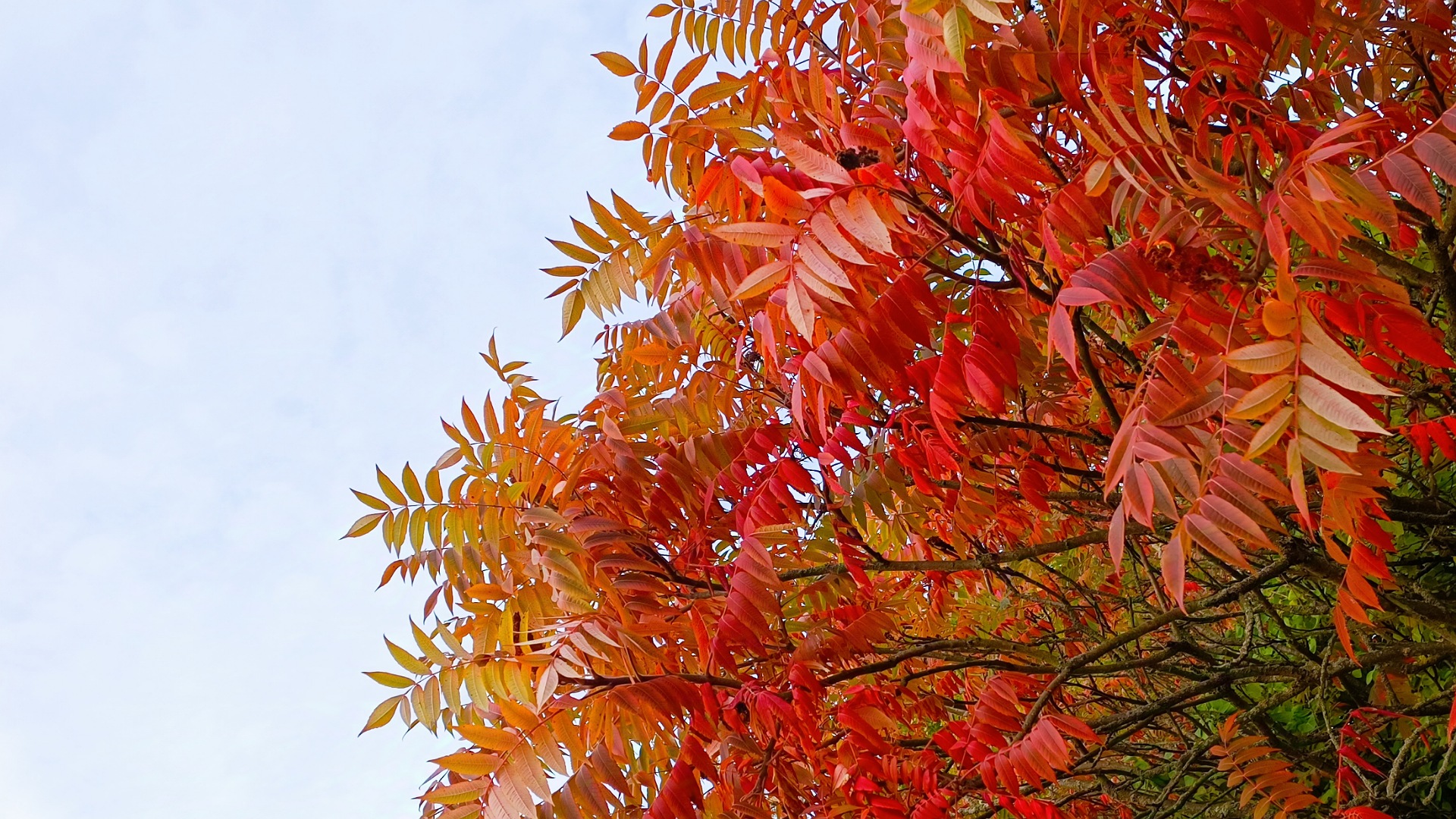 Essigbaum (Hirschkolben-Sumach) (Rhus typhina) Giftig oder Superfood?