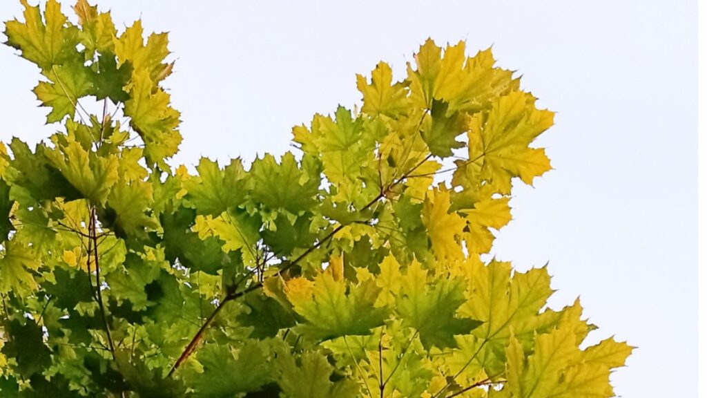 Der Ahorn - ein Baum mit vielen Talenten