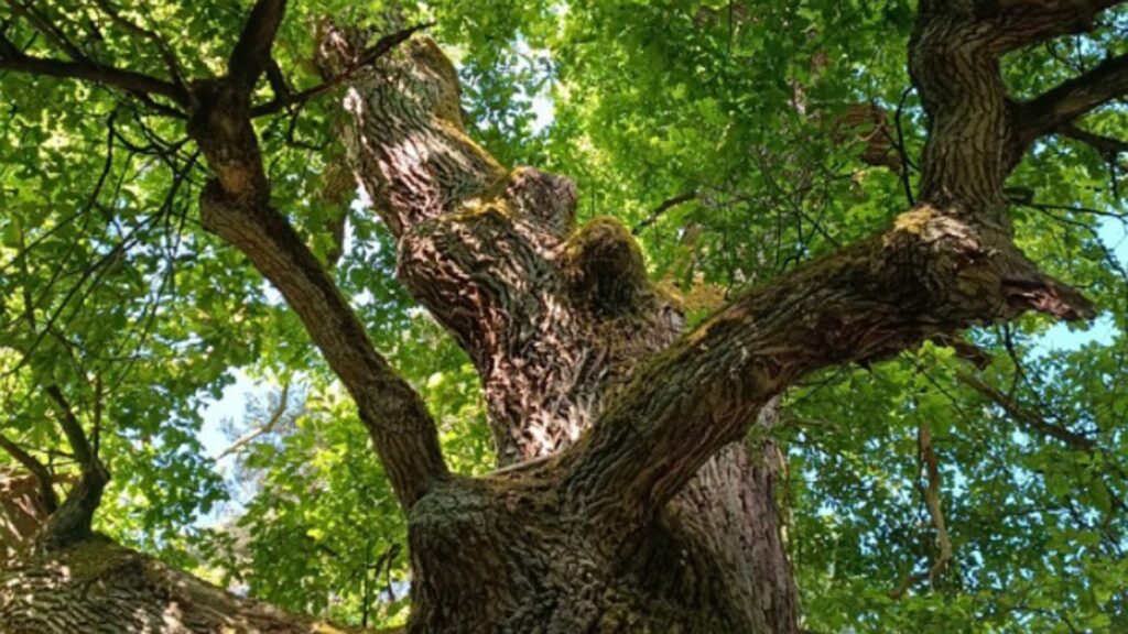 Eiche, Kraftbaum, Mythologie und Naturwissen