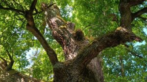 Eiche, Kraftbaum, Mythologie und Naturwissen