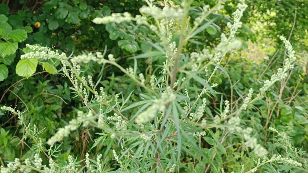 Beifuß - Superfood für die Verdauung