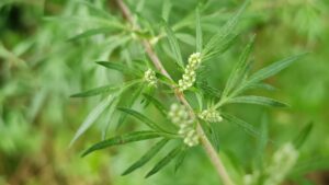 Beifuß - Superfood für die Verdauung