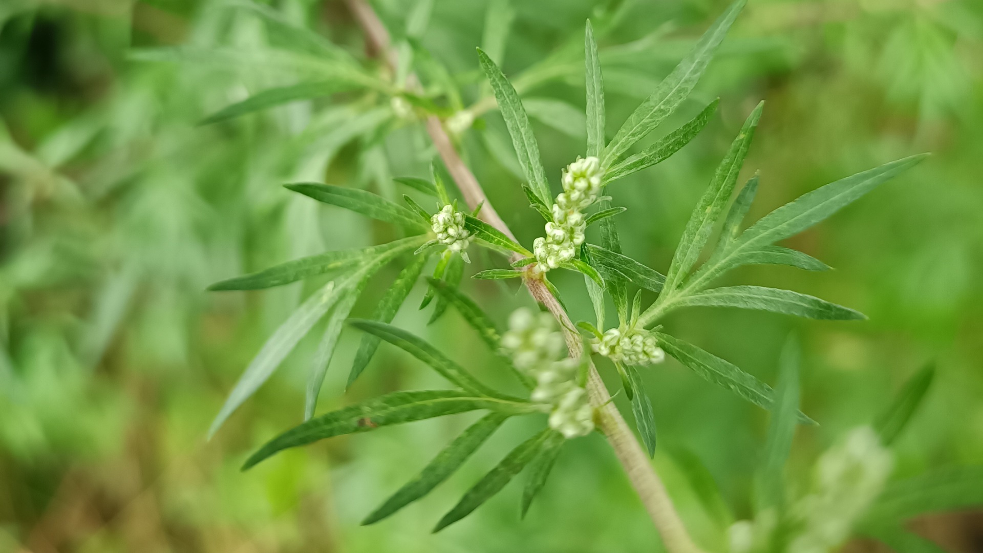 Beifuß - Superfood für die Verdauung