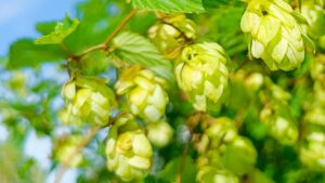 Hopfen, Hopfen-Früchte, Hopfen-Zapfen, reifer Hopfen, Superfood