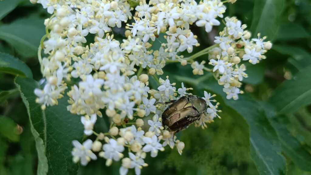 Holunder, Oma wohltuendes Rezept, Holunderblüten