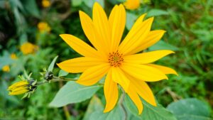 Topinambur, Blüte, Knospen, Nahaufnahme, einfaches Rezept