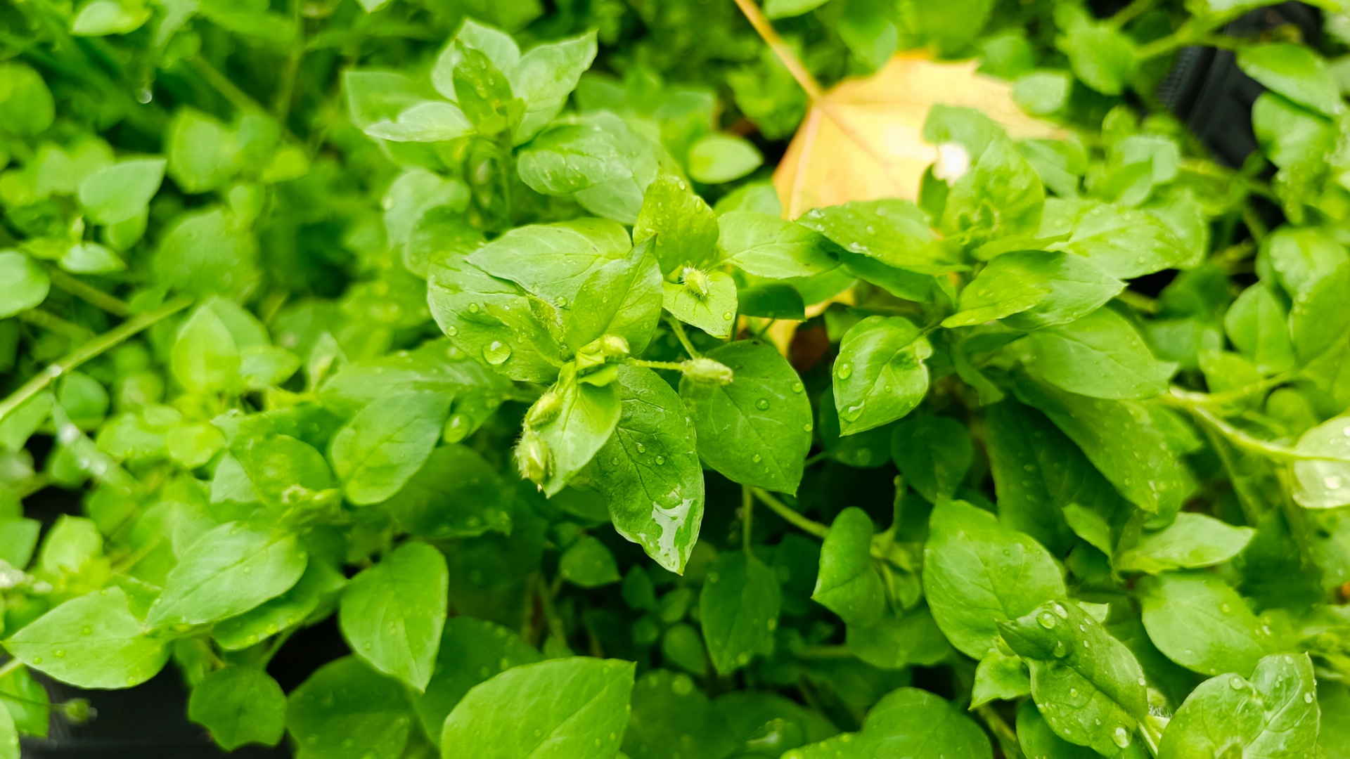 Vogelmiere, Superfood, einfaches Rezept, Botanik