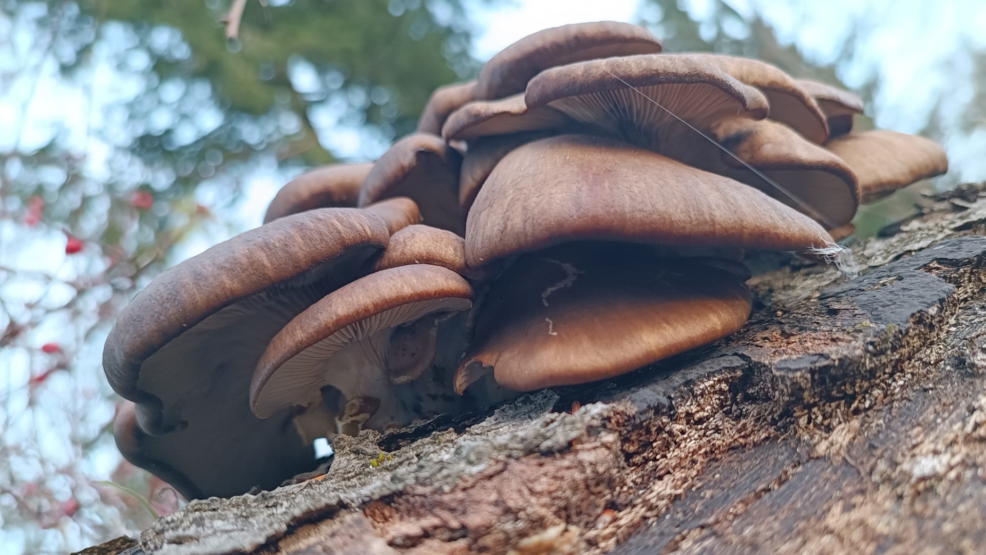 Superfood Austernpilz erkennen, Austernpilzbüschel an Baumstamm