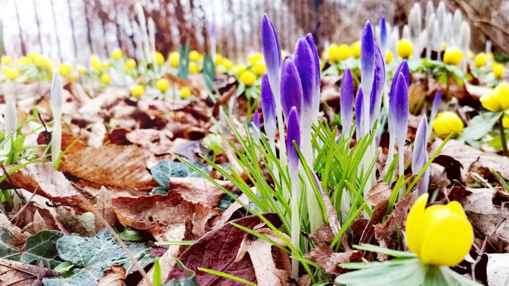 Krokusse und WInterlinge auf der Freundschaftsinsel, Potsdam