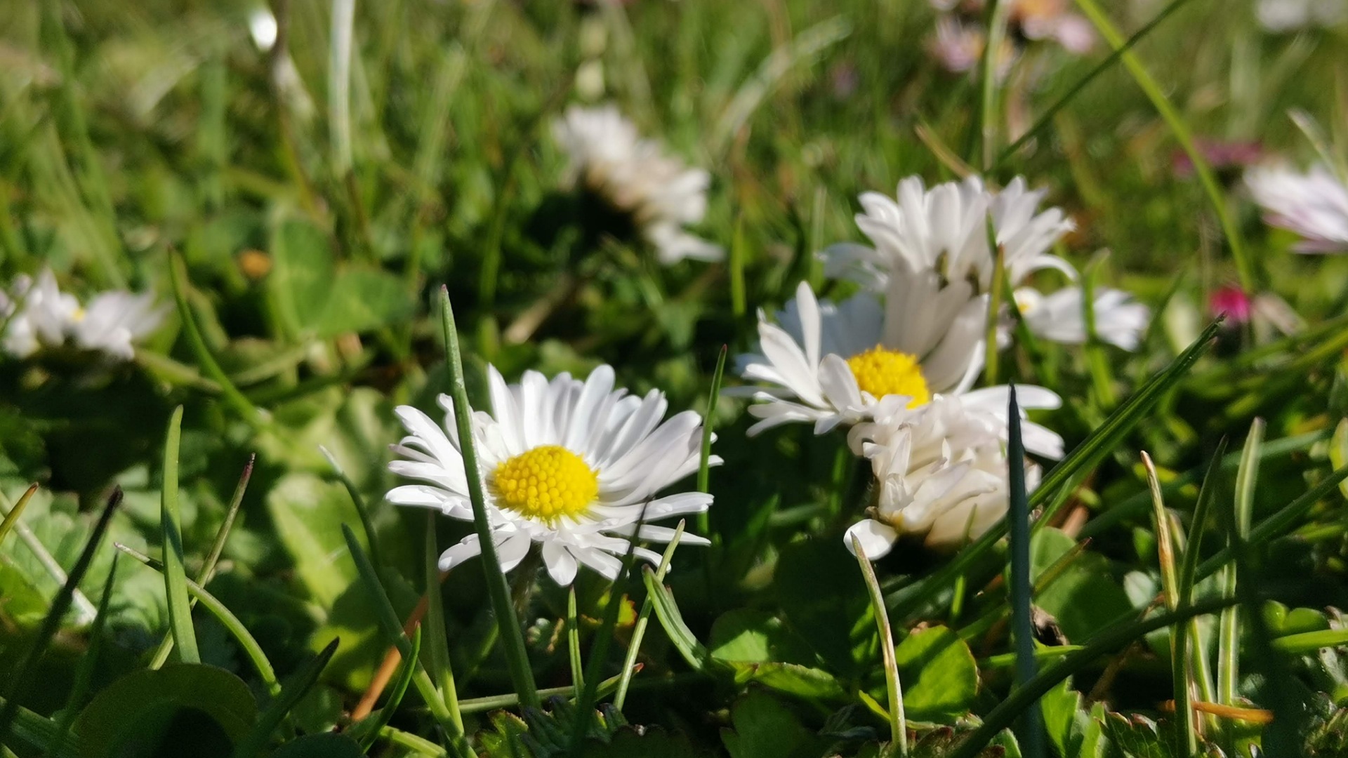 Gänseblümchen, Verwendung, Wirkung Symbolik